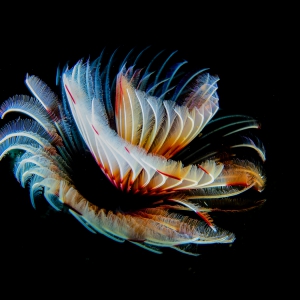 Feather Star Worm